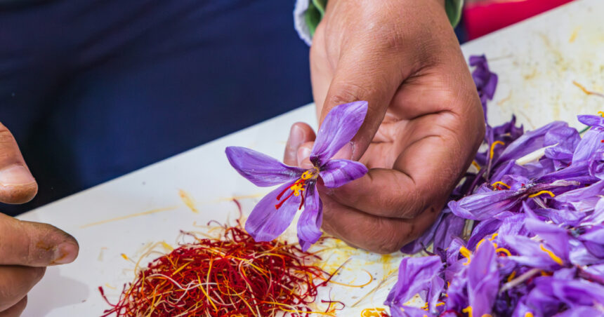 Descoperă comoara culinară a României: „aurul roșu”, condimentul de neegalat, obținut din 150 de flori pentru un gram! 1 video cel mai scump condiment din lume este cultivat si in romania un singur gram de aur rosu este obtinut din 150 de flori 68f88a52b3cf8