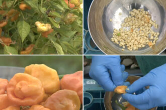 video un soi de ardei iute creat in romania ar putea deveni cel mai picant din lume abia putem folosi degetele dupa ce lucram cu el 68ddfb1914182