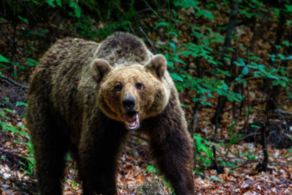video un turist strain a fost atacat de urs pe un traseu montan din brasov a ajuns la spital cu rani la fata si membre 68fcab5379f19