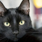 Sărbătoarea Pisicilor Negre, marți, la Muzeul „Antipa”: Târg de adopții și ateliere de povești captivante 3 ziua pisicilor negre marti la muzeul antipa targ de adoptii si ateliere de povesti 68fc5a7987fc8