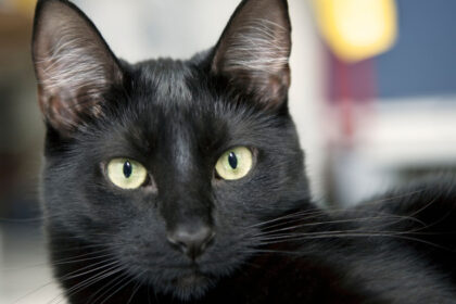 ziua pisicilor negre marti la muzeul antipa targ de adoptii si ateliere de povesti 68fc5a7987fc8