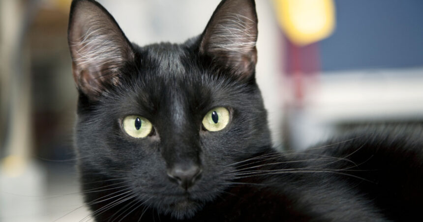 Sărbătoarea Pisicilor Negre, marți, la Muzeul „Antipa”: Târg de adopții și ateliere de povești captivante 1 ziua pisicilor negre marti la muzeul antipa targ de adoptii si ateliere de povesti 68fc5a7987fc8