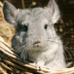 aur vrea anularea legii care interzice fermele de sinsile si nurci ucise pentru blana majoritatea detinute de companii straine 692a9b1d1805d