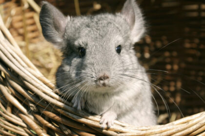 aur vrea anularea legii care interzice fermele de sinsile si nurci ucise pentru blana majoritatea detinute de companii straine 692a9b1d1805d