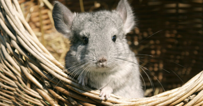 aur vrea anularea legii care interzice fermele de sinsile si nurci ucise pentru blana majoritatea detinute de companii straine 692a9b1d1805d