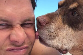 celebrul sportiv tom brady si a clonat cainele si traieste de 2 ani cu o clona a oferit familiei mele o a doua sansa 690bc2d2c4f68