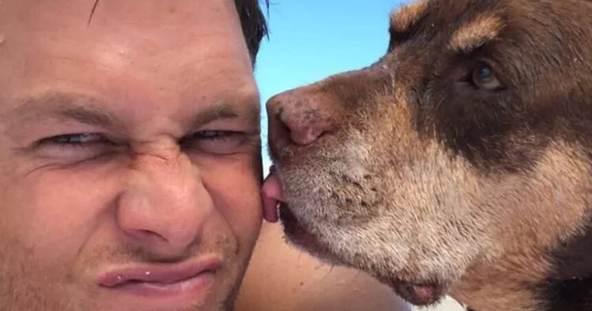 celebrul sportiv tom brady si a clonat cainele si traieste de 2 ani cu o clona a oferit familiei mele o a doua sansa 690bc2d2c4f68