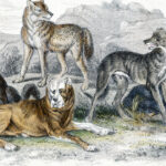 diversitatea cainilor mult mai veche decat se credea un studiu arata variatii in forme si dimensiuni inca de acum 11 000 de ani 6919eb9a7a4ed