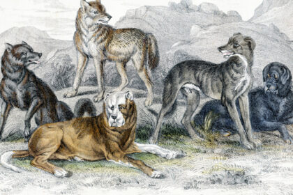 diversitatea cainilor mult mai veche decat se credea un studiu arata variatii in forme si dimensiuni inca de acum 11 000 de ani 6919eb9a7a4ed