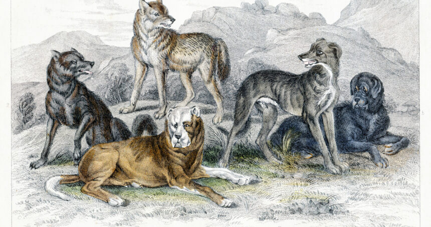 diversitatea cainilor mult mai veche decat se credea un studiu arata variatii in forme si dimensiuni inca de acum 11 000 de ani 6919eb9a7a4ed