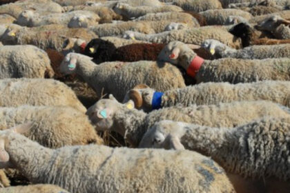 doi soti au fost retinuti dupa ce au agresat turma de oi a unui consatean 6908cb9fb4a44