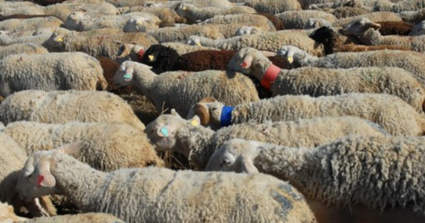 doi soti au fost retinuti dupa ce au agresat turma de oi a unui consatean 6908cb9fb4a44