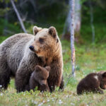 exclusiv ursii care intra in localitati pot fi impuscati amenzi uriase pentru cei care ii hranesc explicatiile ministrei diana buzoianu 690c6140c85b7