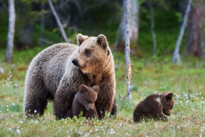 exclusiv ursii care intra in localitati pot fi impuscati amenzi uriase pentru cei care ii hranesc explicatiile ministrei diana buzoianu 690c6140c85b7