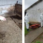 focar de pesta porcina africana confirmat la navodari dsvsa constanta impune restrictii in mai multe localitati 6911ef4c13542