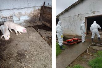 focar de pesta porcina africana confirmat la navodari dsvsa constanta impune restrictii in mai multe localitati 6911ef4c13542