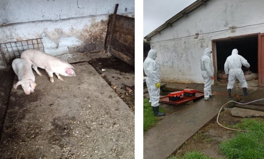 focar de pesta porcina africana confirmat la navodari dsvsa constanta impune restrictii in mai multe localitati 6911ef4c13542