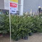 foto brazii de craciun la vanzare din noiembrie preturi mai mici decat anul trecut in magazinele din constanta 691952fd4fb8e