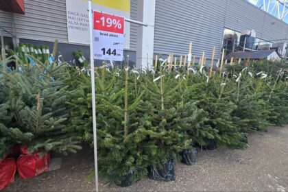 foto brazii de craciun la vanzare din noiembrie preturi mai mici decat anul trecut in magazinele din constanta 691952fd4fb8e