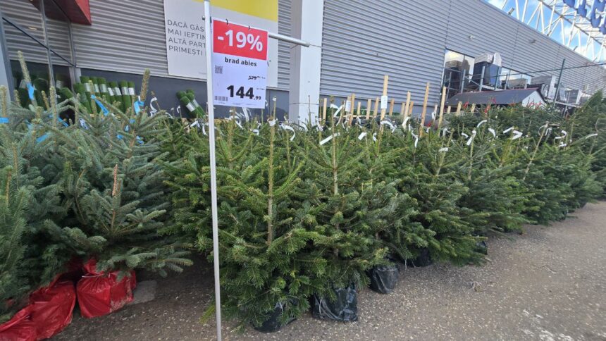 foto brazii de craciun la vanzare din noiembrie preturi mai mici decat anul trecut in magazinele din constanta 691952fd4fb8e
