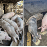 foto goana dupa porcii de craciun a inceput avalansa de anunturi de vanzare pe retelele de socializare care este pretul cerut de crescatorii amatori 6916ac56cfefe