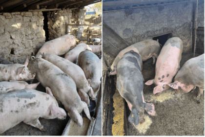 foto goana dupa porcii de craciun a inceput avalansa de anunturi de vanzare pe retelele de socializare care este pretul cerut de crescatorii amatori 6916ac56cfefe