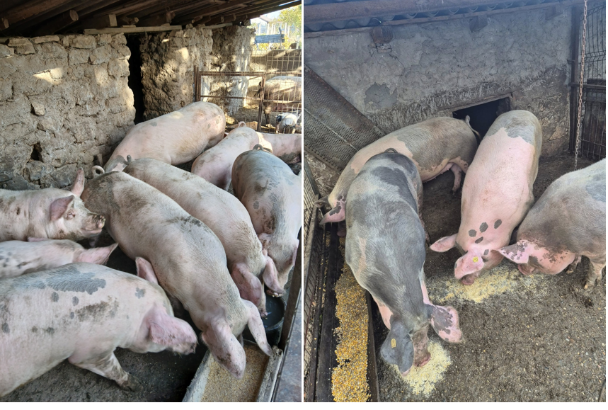 foto goana dupa porcii de craciun a inceput avalansa de anunturi de vanzare pe retelele de socializare care este pretul cerut de crescatorii amatori 6916ac56cfefe