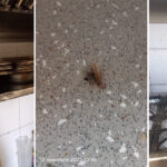 foto video barissimo cocktail bar si restaurantul popina din constanta inchise temporar de protectia consumatorilor ce nereguli crase au fost constatate 6915f1f3741c7