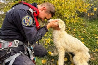 foto video caine salvat de pompierii din tulcea dintr o fantana adanca de 15 metri 6908c2eda8895
