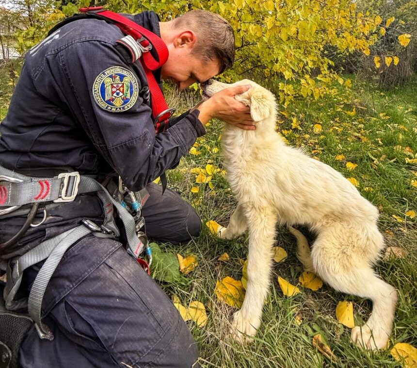 foto video caine salvat de pompierii din tulcea dintr o fantana adanca de 15 metri 6908c2eda8895