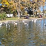 foto video spectacol de toamna lebedele gratioase sunt vedetele lacului neptun 69074e471f26a