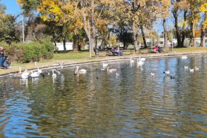 foto video spectacol de toamna lebedele gratioase sunt vedetele lacului neptun 69074e471f26a