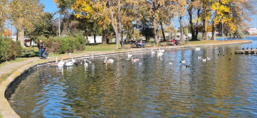 foto video spectacol de toamna lebedele gratioase sunt vedetele lacului neptun 69074e471f26a