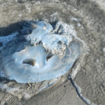 foto video spectacol trist la saturn zeci de meduze moarte plutesc inerte la malul marii 69270e6b44d12