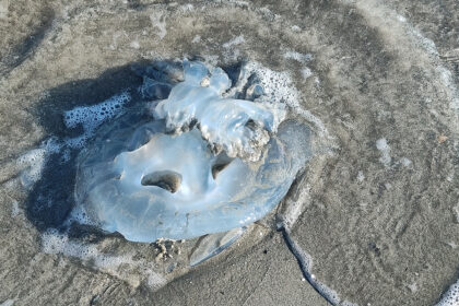 foto video spectacol trist la saturn zeci de meduze moarte plutesc inerte la malul marii 69270e6b44d12