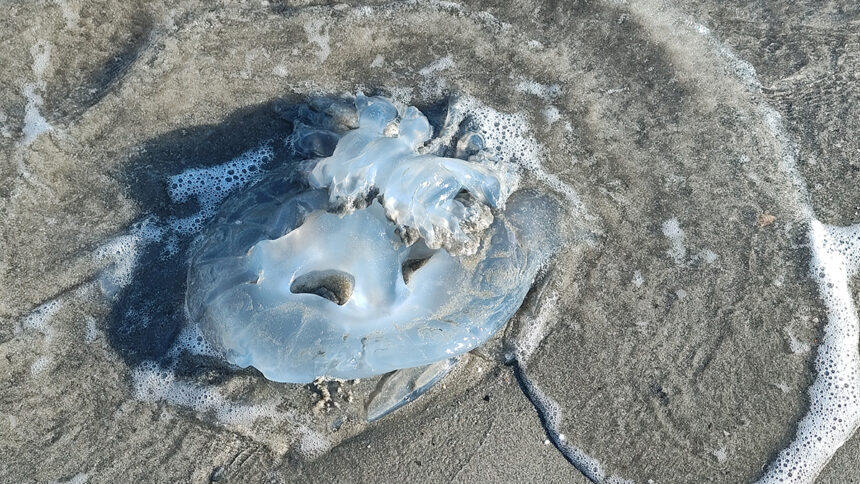 foto video spectacol trist la saturn zeci de meduze moarte plutesc inerte la malul marii 69270e6b44d12