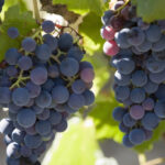 franta va cheltui 130 de milioane de euro pentru defrisarea plantatiilor de vita de vie pe fondul supraproductiei de vin 6925bb2dabfa2