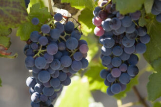 franta va cheltui 130 de milioane de euro pentru defrisarea plantatiilor de vita de vie pe fondul supraproductiei de vin 6925bb2dabfa2