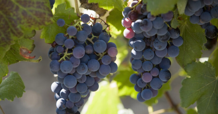 franta va cheltui 130 de milioane de euro pentru defrisarea plantatiilor de vita de vie pe fondul supraproductiei de vin 6925bb2dabfa2