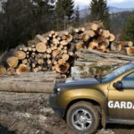 guvernul a aprobat reorganizarea garzii forestiere creste numarul posturilor pentru angajatii din teren 691608b0792d9