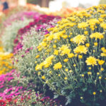 imbulzeala la flori gratis o familie din satu mare a donat peste 1 000 de crizanteme la ghiveci ne a fost mila sa le aruncam 691ac5c072930