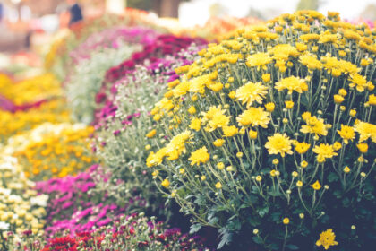 imbulzeala la flori gratis o familie din satu mare a donat peste 1 000 de crizanteme la ghiveci ne a fost mila sa le aruncam 691ac5c072930