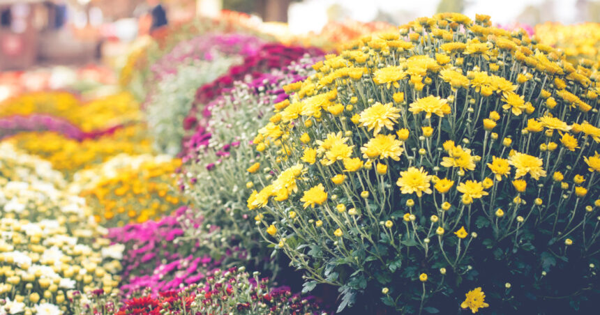 imbulzeala la flori gratis o familie din satu mare a donat peste 1 000 de crizanteme la ghiveci ne a fost mila sa le aruncam 691ac5c072930