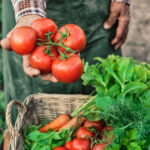 ministerul agriculturii a finalizat platile catre producatorii din sere si solarii 300 de milioane de lei pentru legumele romanesti 6926cd46ee3cb