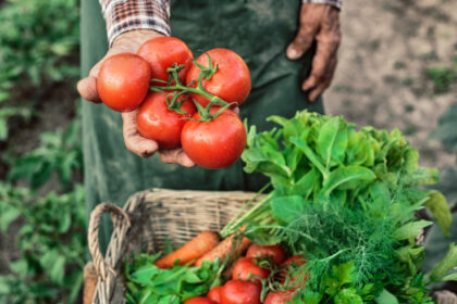 ministerul agriculturii a finalizat platile catre producatorii din sere si solarii 300 de milioane de lei pentru legumele romanesti 6926cd46ee3cb