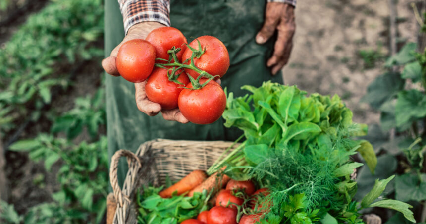ministerul agriculturii a finalizat platile catre producatorii din sere si solarii 300 de milioane de lei pentru legumele romanesti 6926cd46ee3cb