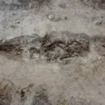 o femeie din epoca vikingilor ingropata alaturi de cainele ei intr un mormant barca 691bd9801d8e5