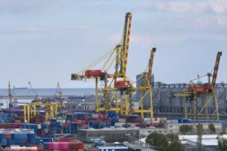 oficial lebada infectata cu virusul gripal h5n1 descoperita in portul constanta ce spun specialistii 69089c45ceb3e