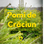 preturile pornesc de la doar 17 lei romsilva scoate pe piata peste 16 000 de brazi de craciun 69282b36d6ba8