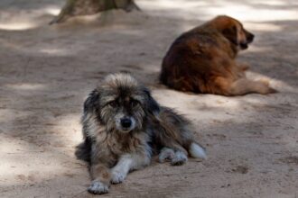 primaria constanta va steriliza si microcipa gratuit cainii detinuti de persoane fizice 690b46384dffc